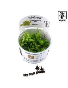 Pogostemon helferi  1-2 Grow! Tropica Dinamarca