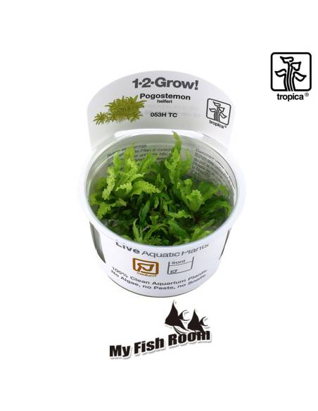 Pogostemon helferi  1-2 Grow! Tropica Dinamarca