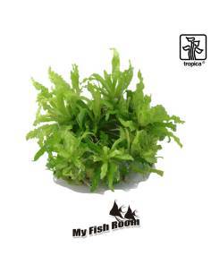 Pogostemon helferi  1-2 Grow! Tropica Dinamarca 2