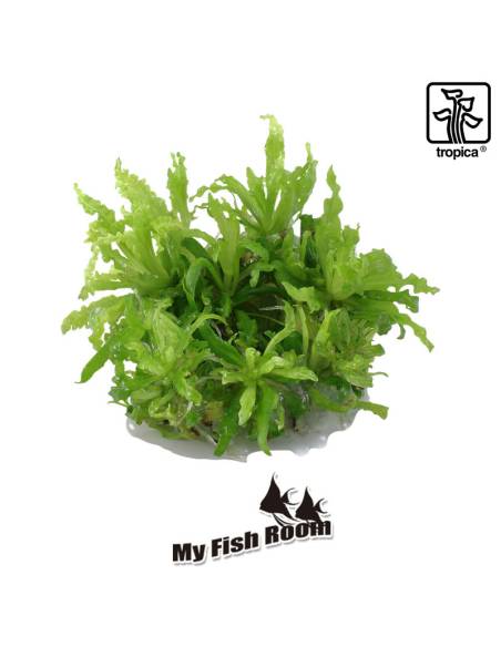 Pogostemon helferi  1-2 Grow! Tropica Dinamarca