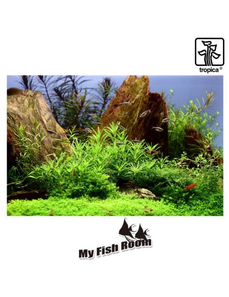 Pogostemon helferi  1-2 Grow! Tropica Dinamarca