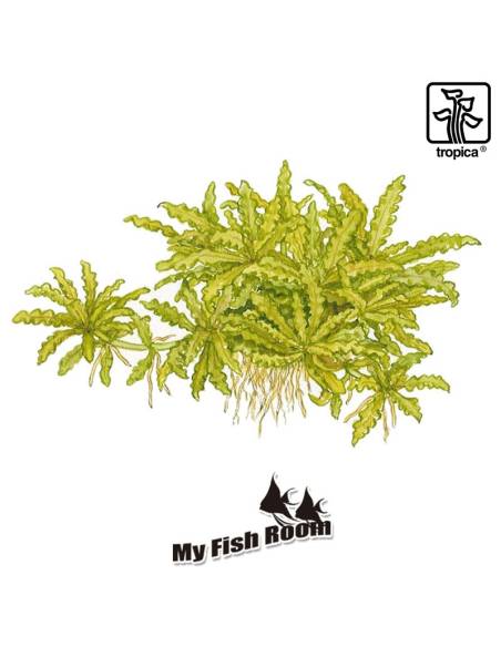 Pogostemon helferi  1-2 Grow! Tropica Dinamarca