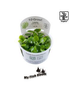 Lobelia cardinalis 'Mini'  1-2 Grow! Tropica Dinamarca