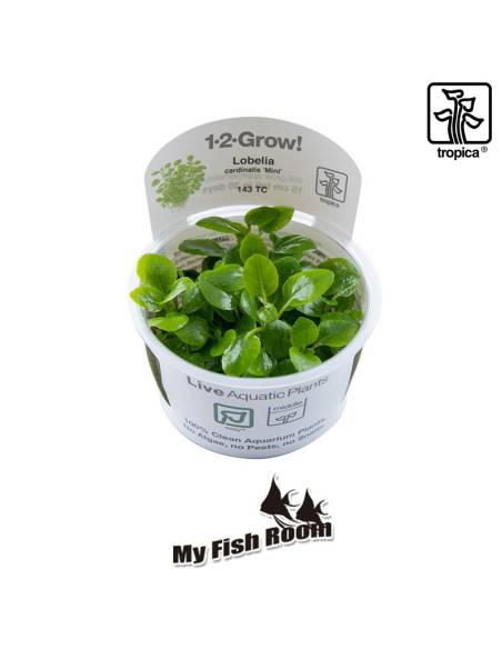 Lobelia cardinalis 'Mini'  1-2 Grow! Tropica Dinamarca