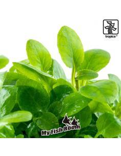 Lobelia cardinalis 'Mini'  1-2 Grow! Tropica Dinamarca 2