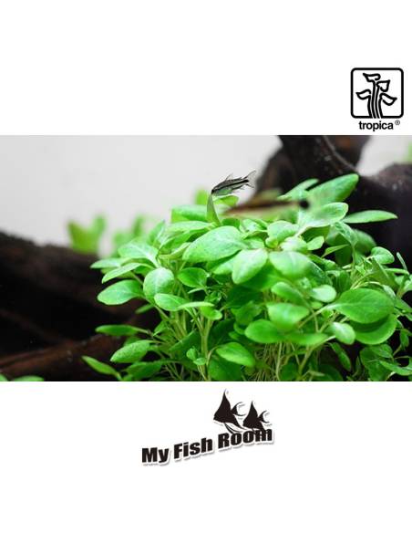 Lobelia cardinalis 'Mini'  1-2 Grow! Tropica Dinamarca