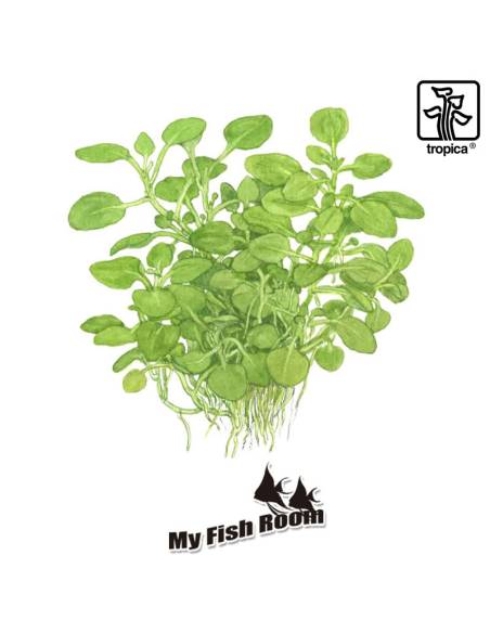 Lobelia cardinalis 'Mini'  1-2 Grow! Tropica Dinamarca