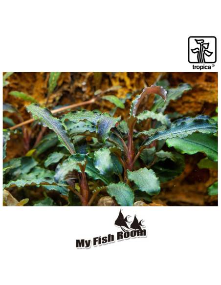 Bucephalandra 'Kedagang' - Tropica Dinamarca