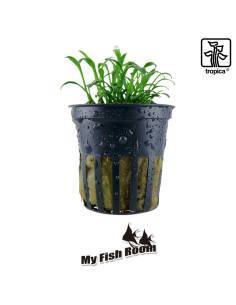 Cryptocoryne parva  - Tropica Dinamarca