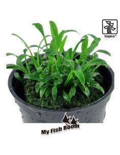 Cryptocoryne parva  - Tropica Dinamarca 2