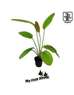 Echinodorus 'Rosé'  - Tropica Dinamarca 2