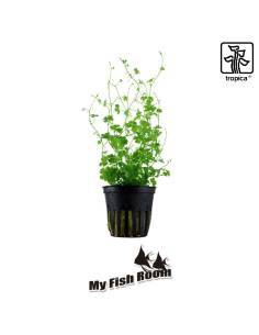 Hydrocotyle tripartita - Tropica Dinamarca