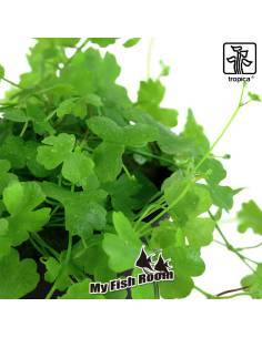 Hydrocotyle tripartita - Tropica Dinamarca 2