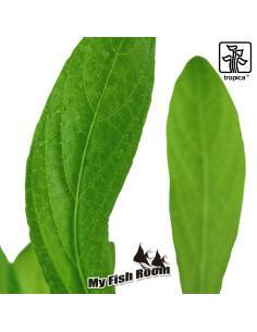 Hygrophila costata - Tropica Dinamarca 2