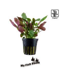 Lobelia cardinalis - Tropica Dinamarca