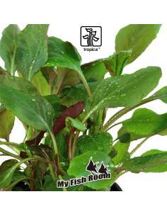 Lobelia cardinalis - Tropica Dinamarca 2
