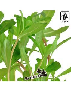 Nesaea crassicaulis  - Tropica Dinamarca 2