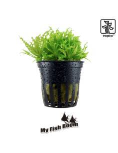 Pogostemon helferi  - Tropica Dinamarca