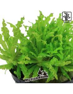 Pogostemon helferi  - Tropica Dinamarca 2