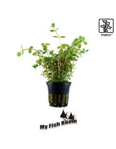 Rotala rotundifolia  - Tropica Dinamarca