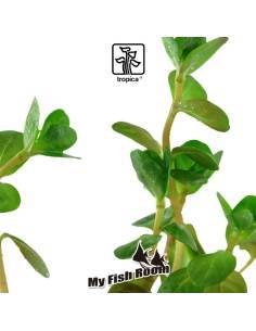 Rotala rotundifolia  - Tropica Dinamarca 2