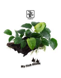 Tronco plantado Anubia Barteri XL - Tropica Dinamarca
