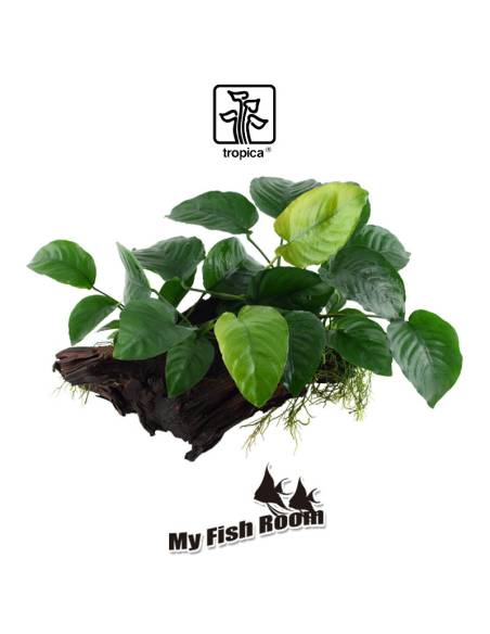Tronco plantado Anubia Barteri XL - Tropica Dinamarca