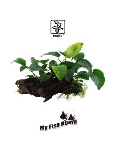 Tronco plantado Anubia Barteri XL - Tropica Dinamarca 2