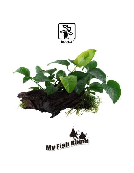 Tronco plantado Anubia Barteri XL - Tropica Dinamarca