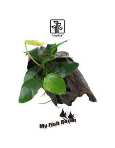 Tronco plantado Anubia nana - Tropica Dinamarca