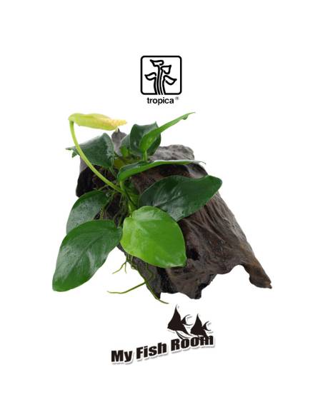 Tronco plantado Anubia nana - Tropica Dinamarca