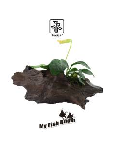 Tronco plantado Anubia nana - Tropica Dinamarca 2