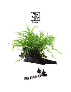 Tronco plantado Bolbitis heudelotii - Tropica Dinamarca 2
