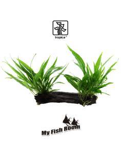 Tronco plantado Microsorum pteropus XL - Tropica Dinamarca