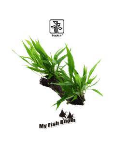 Tronco plantado Microsorum pteropus XL - Tropica Dinamarca 2