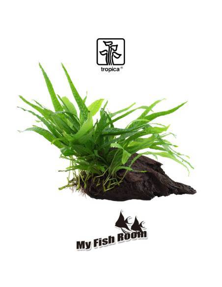 Tronco plantado Microsorum pteropus Narrow - Tropica Dinamarca Tronco plantado Microsorum pteropus Narrow - Tropica Dinamarca