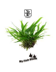 Tronco plantado Microsorum pteropus Narrow - Tropica Dinamarca 2