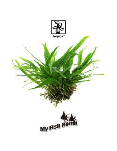 Tronco plantado Microsorum pteropus Narrow - Tropica Dinamarca