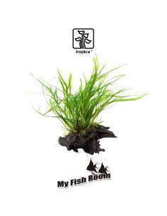 Tronco plantado Microsorum pteropus trident- Tropica Dinamarca 2