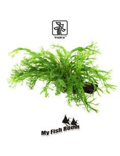 Tronco plantado Microsorum pteropus windelov- Tropica Dinamarca