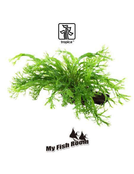 Tronco plantado Microsorum pteropus windelov- Tropica Dinamarca