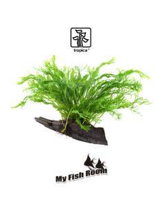 Tronco plantado Microsorum pteropus windelov- Tropica Dinamarca 2