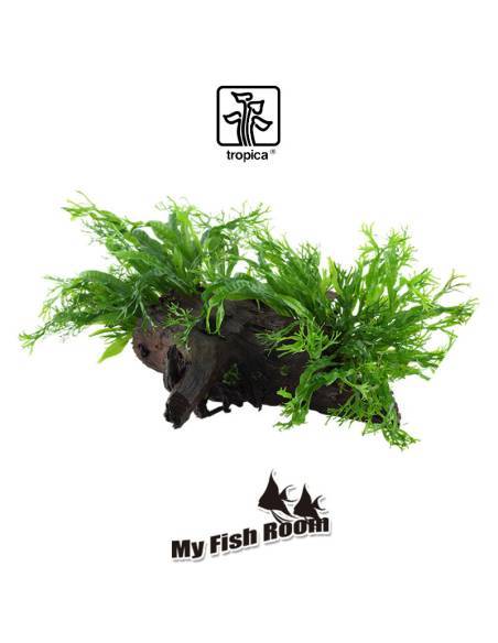 Tronco plantado Microsorum pteropus windelov XL - Tropica Dinamarca