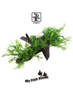 Tronco plantado Microsorum pteropus windelov XL - Tropica Dinamarca 2
