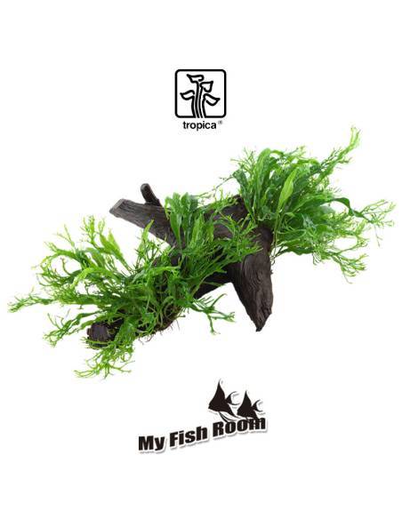 Tronco plantado Microsorum pteropus windelov XL - Tropica Dinamarca