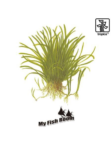 Lilaeopsis brasiliensis - Tropica Dinamarca