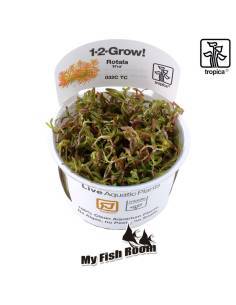 Rotala rotundifolia 'H'ra' 1-2 Grow! Tropica Dinamarca