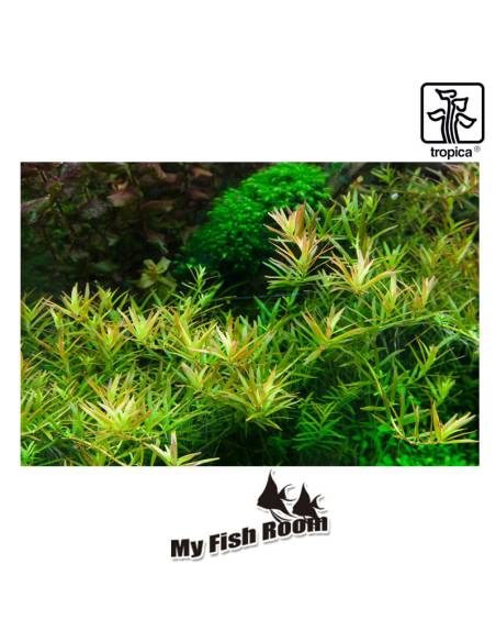 Rotala rotundifolia 'H'ra' 1-2 Grow! Tropica Dinamarca