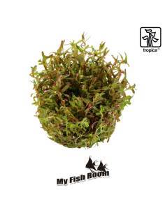 Rotala rotundifolia 'H'ra' 1-2 Grow! Tropica Dinamarca 2