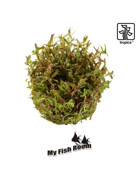 Rotala rotundifolia 'H'ra' 1-2 Grow! Tropica Dinamarca